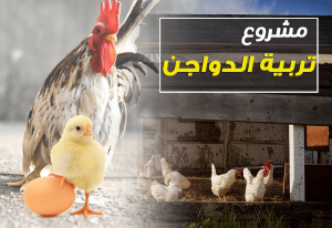 دراسة جدوى حول مشروع تربية الدواجن الدجاج الحمام الطيور